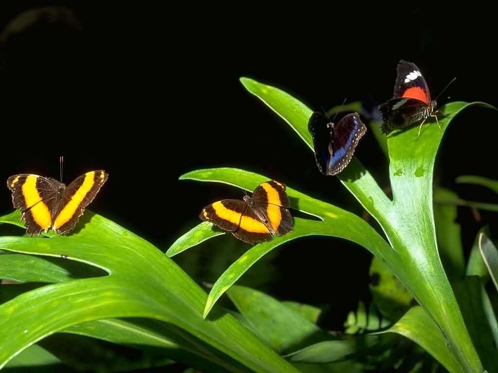 Piękne motyle - motyle.jpg