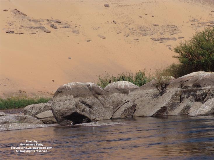 Przyroda - Przyroda w Aswan 76.jpg
