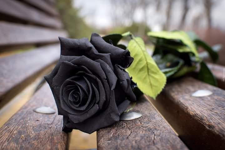 ŻAŁOBA - róża czarna.jpg