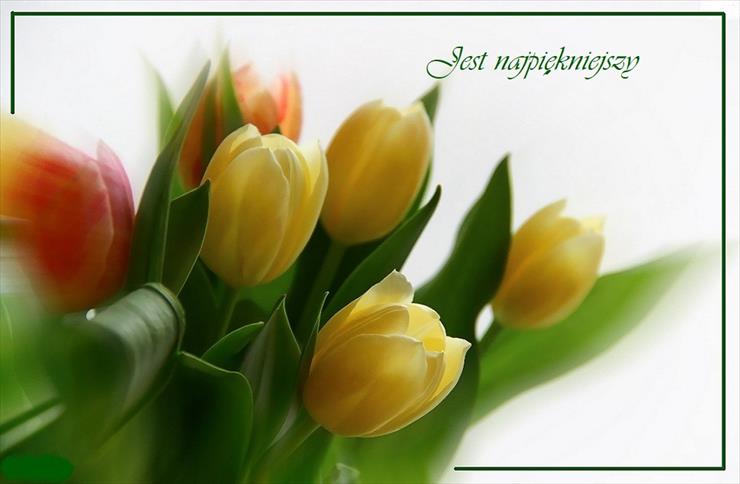 Tulipany - 8.jpg